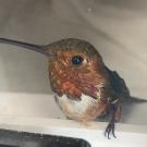 allen's hummingbird resting after rescue